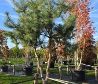 Pinus sylvestris - Grove den - 3