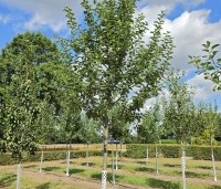 Malus dom. Dubbele Zoete Aagt - Malus dom. Dubbele Zoete Aagt - 2