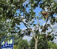Malus dom. Dubbele Zoete Aagt - Malus dom. Dubbele Zoete Aagt - 1