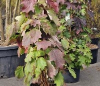Hydrangea quercifolia - Eikenbladhortensia - 8