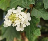 Hydrangea quercifolia - Eikenbladhortensia - 9