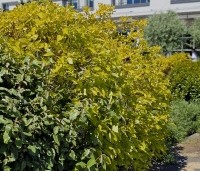 Cornus alba 'Aurea' - Witte Kornoelje 'Aurea' - 1