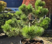Pinus nigra 'Nana' - Oostenrijkse dwergden - 2