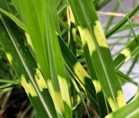 Miscanthus sinensis 'Strictus' - Prachtriet 'Strictus' - 2