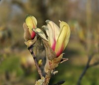 Magnolia 'Sunrise' - Magnolia 'Sunrise' - 4