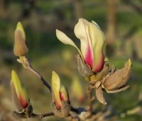 Magnolia 'Sunrise' - Magnolia 'Sunrise' - 3