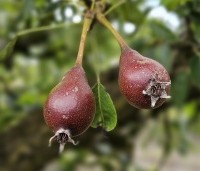 Pyrus com. 'Bonne Louise d'Avranches - Pyrus com. 'Bonne Louise d'Avranches - 2