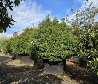 Prunus lusitanica 'Angustifolia' - Portugese laurier - 1