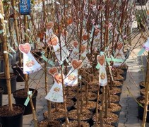Prunus Dulcis