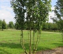Prunus Sunset Boulevard