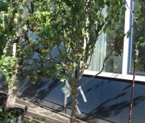 Pyrus communis 'Beurre Hardy' halfstam 18-20