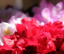 Rhododendron Nova Zembla