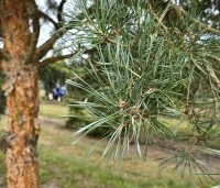 Pinus sylvestris 'Glauca' - Grove den 'Glauca' - 3