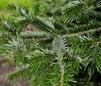 Abies nordmanniana - Nordmanspar - 3