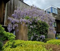 Wisteria sinensis 'Prolific' - Blauwe Regen - 3