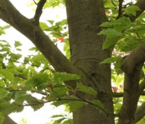 Beuk 'Grandidentata' stam 