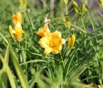 Hemerocallis 'Stella de Oro' met het herkenbare grasachtige blad