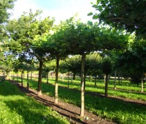 Liriodendron tulipifera, dakvorm, met vierkant rek 