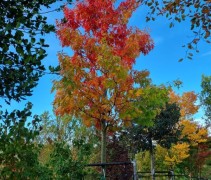quercus rubra