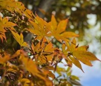 Acer palmatum 'Kurabu-Yama' - Japanse esdoorn - 4
