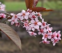 Prunus padus 'Colorata' - Vogelkers - 4