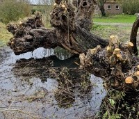 Salix alba - Schietwilg -