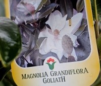 Magnolia grandiflora 'Goliath' - Magnolia grandiflora 'Goliath' - bloei