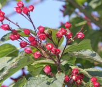 Clerodendrum in bloei