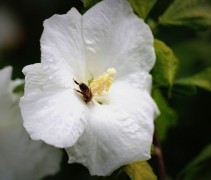 Hibiscus William R. Smith