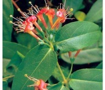 Lonicera henryi