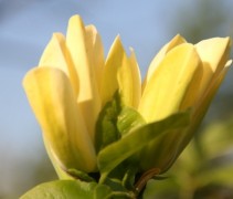Magnolia Yellow Bird