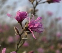 Magnolia loebneri 'Leonard Messel' - Magnolia loebneri 'Leonard Messel' - 1
