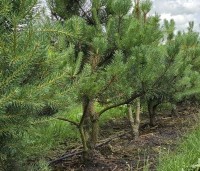 Pinus sylvestris - Grove den - 4