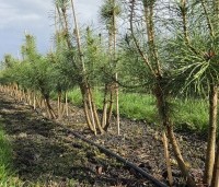 Pinus sylvestris - Grove den - 5