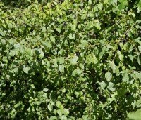 Rhamnus cathartica - Wegedoorn - 3