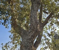 Quercus suber - Kurkeik - 7