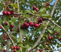 Crataegus monogyna - Eenstijlige meidoorn - 1