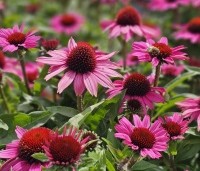 Echinacea purpurea - Zonnehoed rood - 1