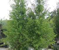 Ginkgo biloba fastigiata 'Blagon' - Japanse Notenboom 'Blagon' - 5