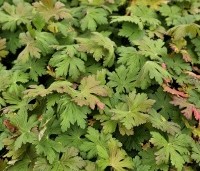 Geranium macrorhizum - Ooievaarsbek - 2