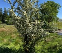Crataegus monogyna - Eenstijlige meidoorn - 1