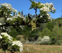 Crataegus monogyna - Eenstijlige meidoorn - 2
