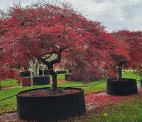 Acer palmatum 'Garnet' - Japanse esdoorn 'Garnet' - 2