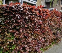 Fagus sylvatica 'Atropunicea' - Rode beuk - 4