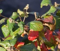 Viburnum carlcephalum - Sneeuwbal carlcephalum - herfstkleuren