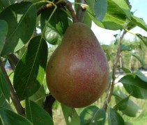 Beurre Clairgeau