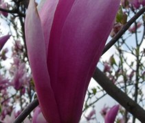 detailbloem Magnolia 'Royal Crown'