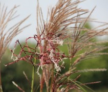 Prachtriet 'Ferner Osten'