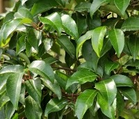 Prunus lusitanica 'Ybrazo' Tico  - Portugese Laurierkers Tico  - 3