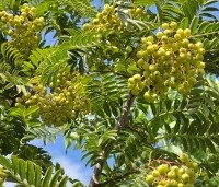 Sorbus 'Joseph Rock' - Lijsterbes 'Joseph Rock' - augustus